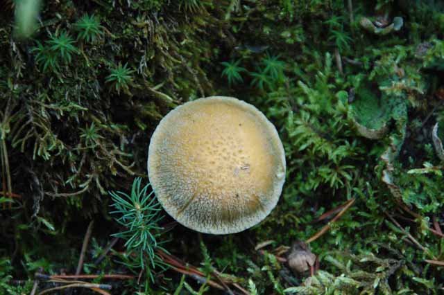mushrooms on Patricia Lake Loop